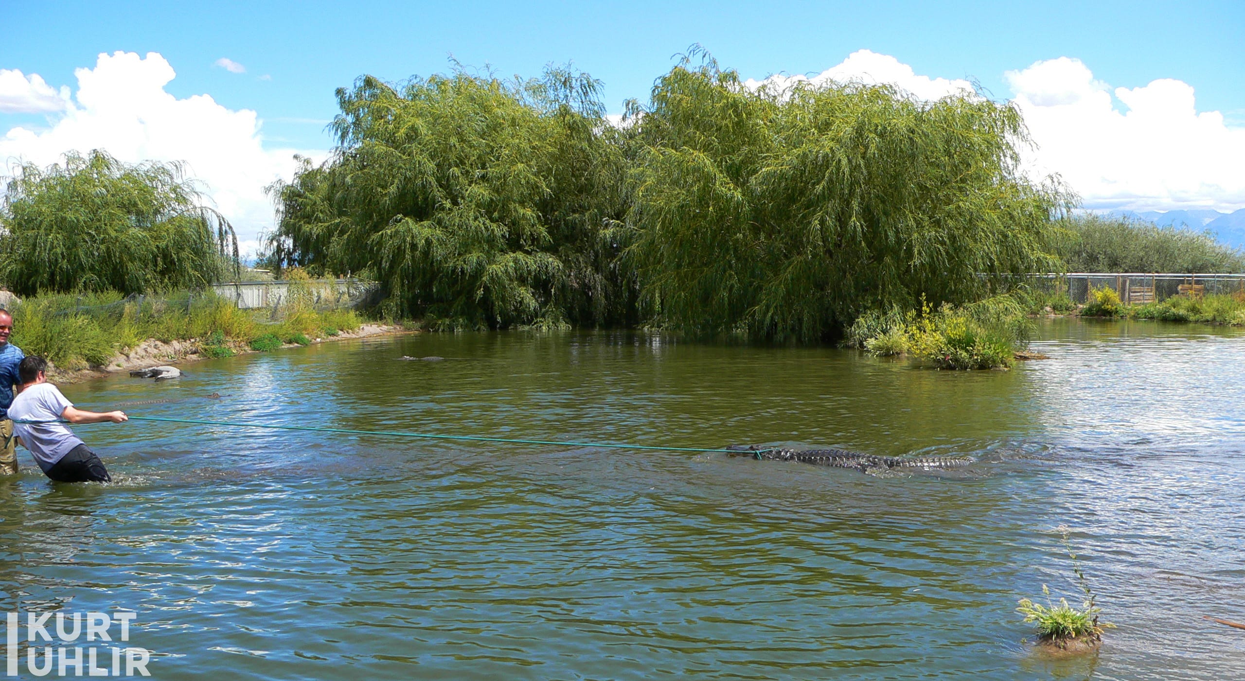 Kurt Uhlir with 10.5" alligator found in the pond